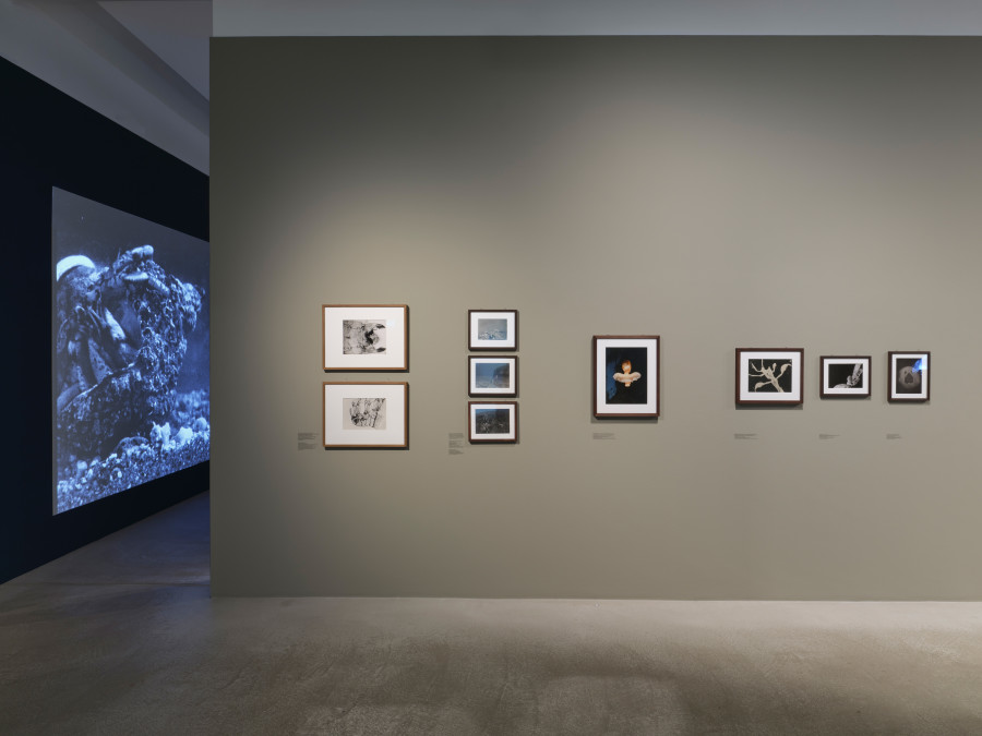 Installation view Jean Painlevé – Feet in the Water, Fotomuseum Winterthur © Fotomuseum Winterthur / Conradin Frei