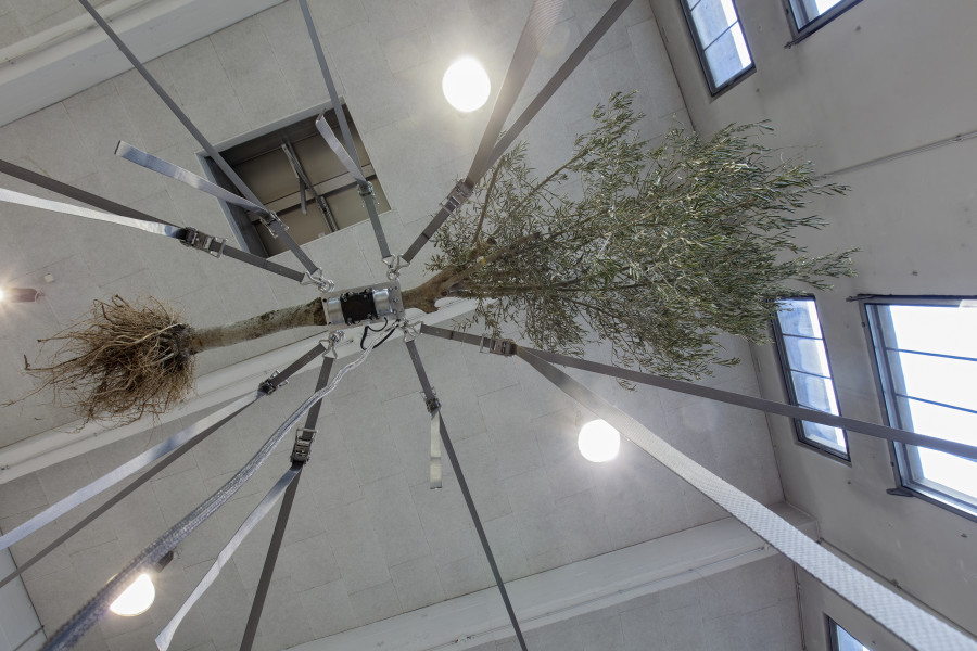 Siobhán Hapaska, Olive trees (Detail), 2020, Lokremise St.Gallen, Photo: Stefan Rohner