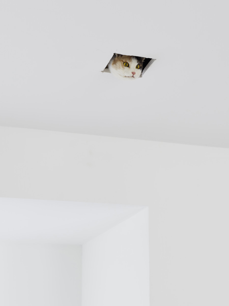 Eva & Franco Mattes, Ceiling Cat, 2016. Installation view Eva & Franco Mattes – Dear Imaginary Audience, Fotomuseum Winterthur, until 24.05.2021. © Benedikt Redmann/Fotomuseum Winterthur