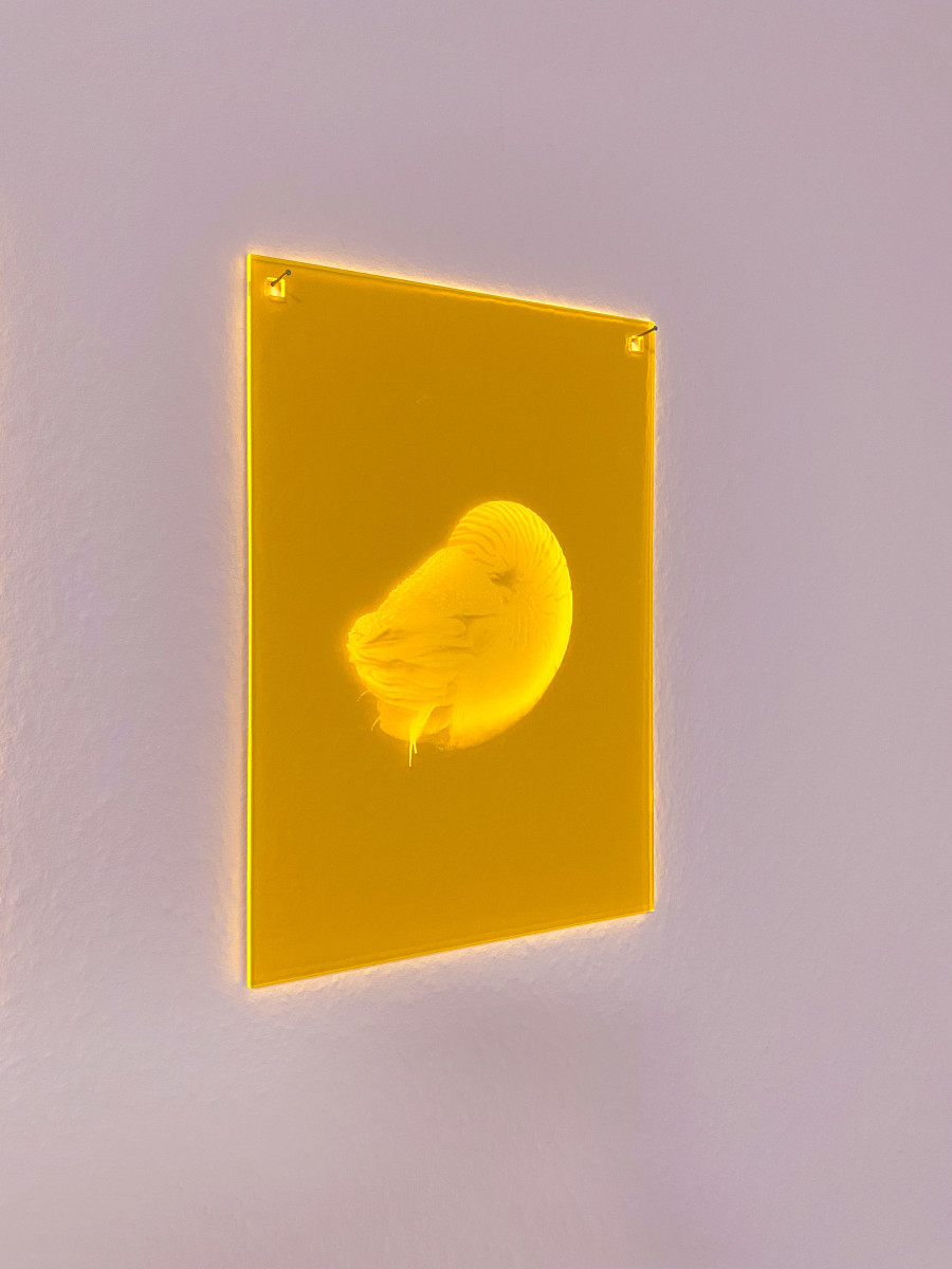 Susi Gelb: Mnemonic 086, 2022, plexiglass, laser engraving, 23 x 16 cm