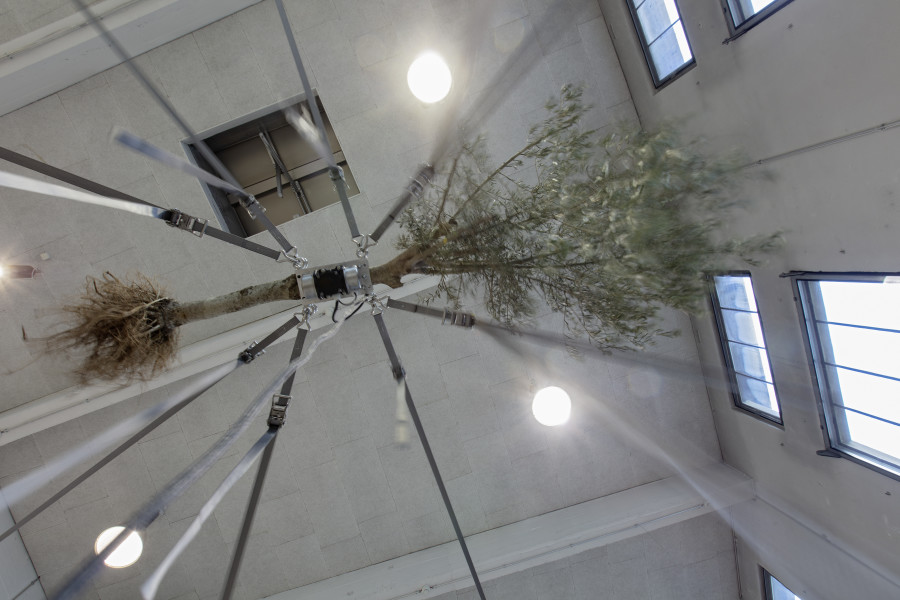 Siobhán Hapaska, Olive trees (Detail), 2020, Lokremise St.Gallen, Photo: Stefan Rohner