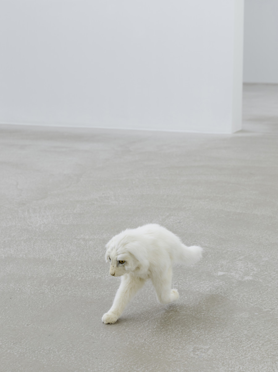 Eva & Franco Mattes, Half Cat, 2020. Installation view Eva & Franco Mattes – Dear Imaginary Audience, Fotomuseum Winterthur, until 24.05.2021. © Benedikt Redmann/Fotomuseum Winterthur