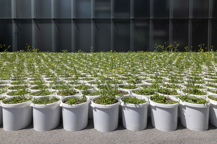 Lois Weinberger. Installation view KUB Square, Kunsthaus Bregenz 2021. Mobile Garden, 1994/2021. Photo: Markus Tretter. Courtesy of the artist. © Studio Lois Weinberger, Kunsthaus Bregenz