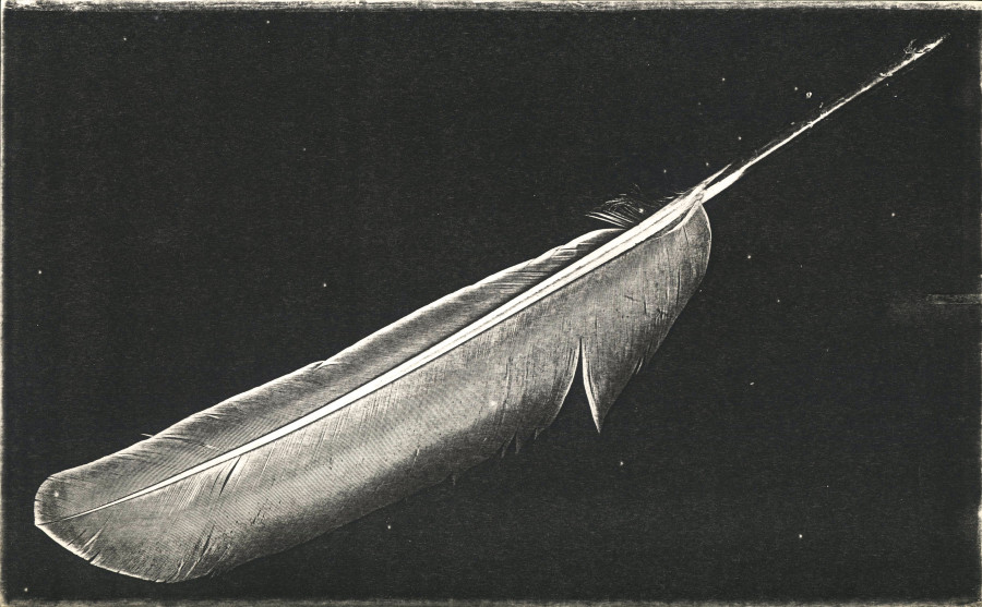 Pati Hill, Untitled (feather), 1979, Xerograph, annotated, signed and dated 1979 on verso, 21.6 × 35.3 cm