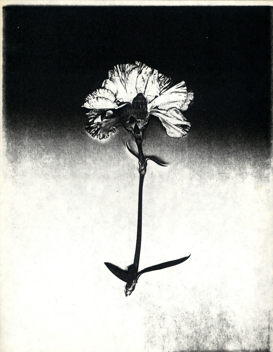 Pati Hill, Untitled (carnation), c. 1977–79, Xerograph, 28 × 21.5 cm