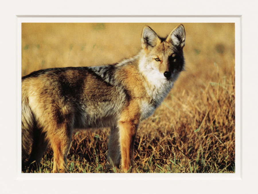 Sherrie Levine, Coyote Postcard Collage: 1–16 (detail), 1999, 16 individual postcards, framed, each 52.5 x 42 x 2.5 cm