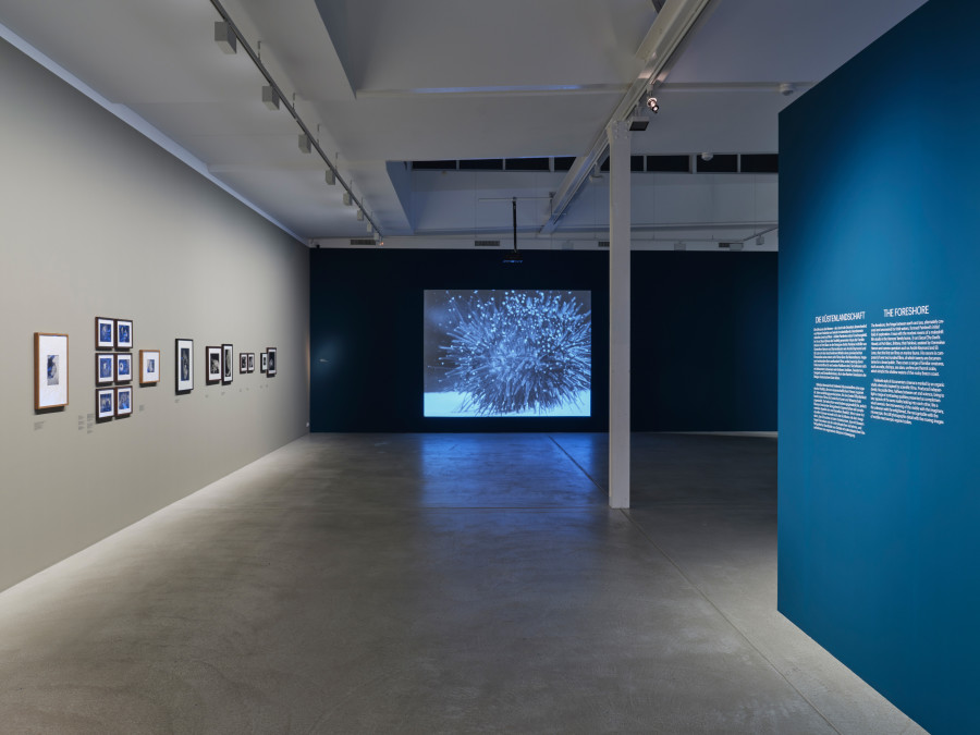 Installation view Jean Painlevé – Feet in the Water, Fotomuseum Winterthur © Fotomuseum Winterthur / Conradin Frei