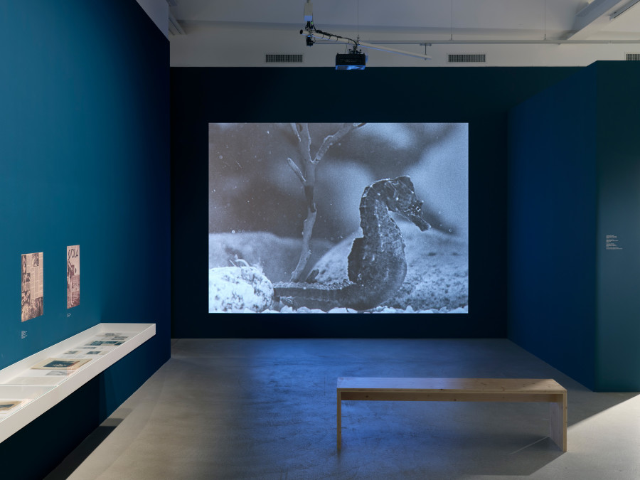 Installation view Jean Painlevé – Feet in the Water, Fotomuseum Winterthur © Fotomuseum Winterthur / Conradin Frei