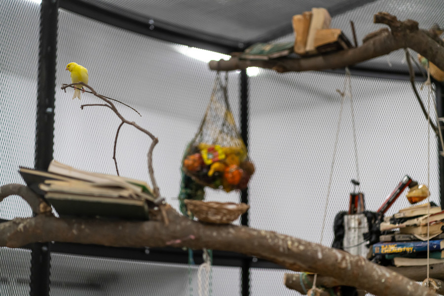 Mark Dion, The Library for the Birds of Zürich, 2016/2020, Detail, Sammlung Migros Museum für Gegenwartskunst, Foto: Lorenzo Pusterla