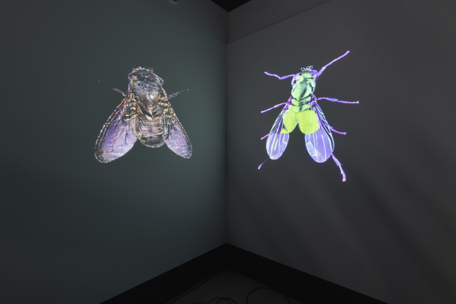 Dotdotdot, Data Bugs – AI is a mirror, 2024, «Other Intelligences», 2025, HEK, photo: Franz Wamhof